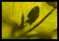 autumn leaves &hellip;