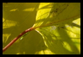 les feuilles m&hellip;