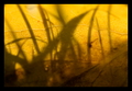 les feuilles m&hellip;