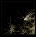 starry, starry&hellip;