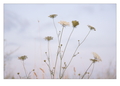 softly, as in &hellip;