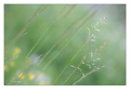 vilinske kose &hellip;
