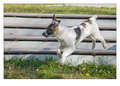 ne daj se, flo&hellip;