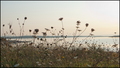budjenja v
