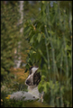 in the jungle,&hellip;