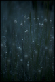 starry starry &hellip;
