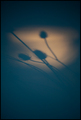 shadow on a wa&hellip;