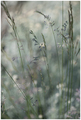 lullaby of bir&hellip;