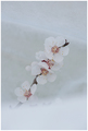 whiter shade o&hellip;