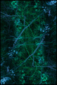 sum(a) neurona&hellip;