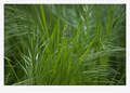 green, green g&hellip;
