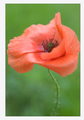 lady in red is&hellip;