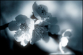 lullaby of dre&hellip;