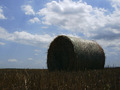 samotnjak