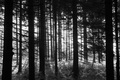 čarobna šuma 1&hellip;