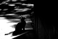 black.white.st&hellip;