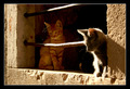 cuj.. sto misl&hellip;