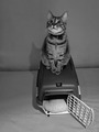 Bijeg iz Alcat&hellip;