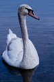 Ugly duck vulg&hellip;