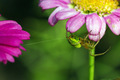 spiders - conn&hellip;