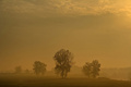 Fog