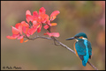 Vodomar-Alcedo&hellip;