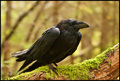 Gavran-Corvus &hellip;