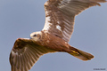 Eja-mocvarica-&hellip;