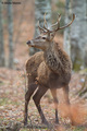 Jelen Cervus e&hellip;