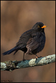 Kos-Turdus mer&hellip;