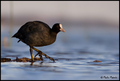 Liska-Fulica a&hellip;