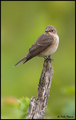 Muharica-Musci&hellip;
