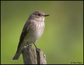 Muharica-Musci&hellip;