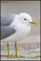 Olujni galeb -&hellip;