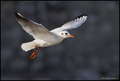 Rijecni galeb-&hellip;