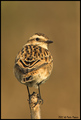 Bird on a stic&hellip;