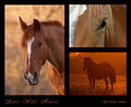 Save wild hors&hellip;