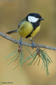 Velika sjenica&hellip;