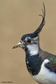 Vivak-Vanellus&hellip;