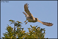 Vjertusa-Falco&hellip;