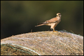 Vjetruša-Falco&hellip;