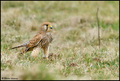Vjetruša-Falco&hellip;