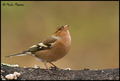 Zeba-Fringilla&hellip;
