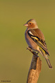 Zeba-Fringilla&hellip;