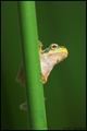 Gatalinka (Hyl&hellip;