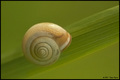 spirala na dij&hellip;