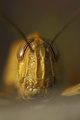 Alien III - cl&hellip;