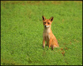 Lisica (Vulpes&hellip;