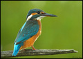 Vodomar alcedo&hellip;