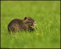 Nutrija (Myoca&hellip;